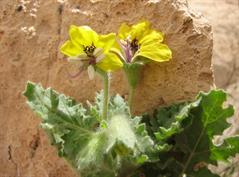 بذرالبنج خوابیده